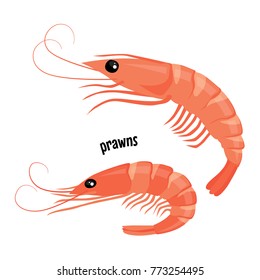 Fresh prawns. Vector illustration isolated on white