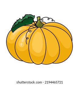Fresh pumpkin on a white background. Harvesting for the winter. Autumn harvest. Vector illustration