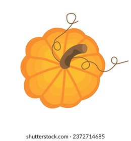 Fresh pumpkin on white background, top view