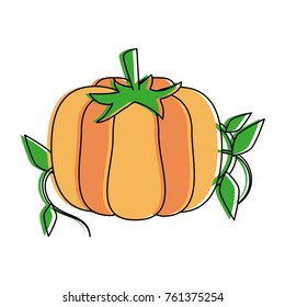 Fresh pumpkin vegetable