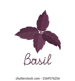 Fresh purple basil leaves on white background. Cartoon hand drawn flat illustration for food, cooking, package design. Isolated red rubin basil branch with lettering. Symbol of Italian spices