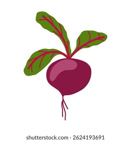 Fresh purple beet with leaf vector illustration. Whole raw sweet red beet isolated on a white background. Ripe root vegetable with beet greens on top.