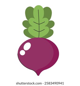 Fresh purple beetroot with green leaves isolated vector illustration