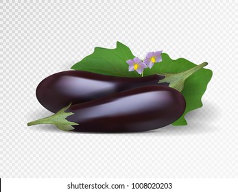 Fresh purple eggplants in transparent background. Photo-realistic vector violet eggplant illustatration. Two eggplants.