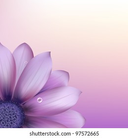 Fresh Purple Gerber, Vector Illustration