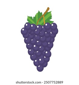 Fresh purple Grape fruit vector illustrations