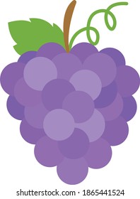 A fresh purple grape ripe, Vector flat
