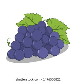Fresh Purple Grape vector -  bunch of grape with green leaf and white background