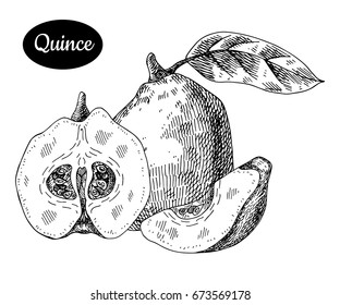 Fresh quince. Hand drawn sketch style tropical summer fruit vector illustration. Isolated drawing on white background. Vitamin and healthy fruit eco food. Farm market produce. 