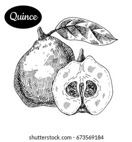 Fresh quince. Hand drawn sketch style tropical summer fruit vector illustration. Isolated drawing on white background. Vitamin and healthy fruit eco food. Farm market produce. 