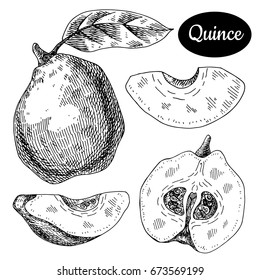 Fresh quince. Hand drawn sketch style tropical summer fruit vector illustration. Isolated drawing on white background. Vitamin and healthy fruit eco food. Farm market produce. 