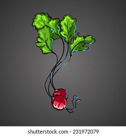 fresh radish