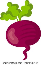 Fresh radish beet beetroot vegetable
