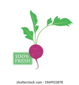 Fresh radish graphic vector illustration