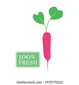 Fresh radish graphic vector illustration