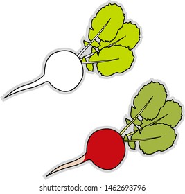 Fresh radish, illustration, vector on white background.