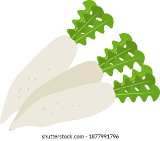 Fresh radish, illustration, vector on white background