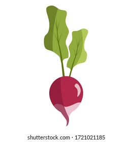 Fresh radish isolated on white background. Radish flat icon.