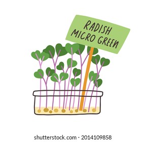 Fresh radish micro greens in container. Sprouts of microgreens growing in pot. Organic herb seedlings. Flat vector illustration of small leafy vegetable shoots isolated on white background