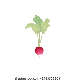 Fresh radish with top leaves icon. Organic tuber vegetable, harvest. Natural root veggies. Raw and healthy food crop composition. Flat graphic vector illustration isolated on white background
