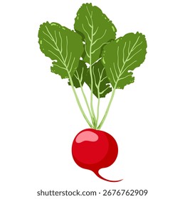 Fresh Radish Vector Illustration. Red Root Vegetable with Green Leaves.