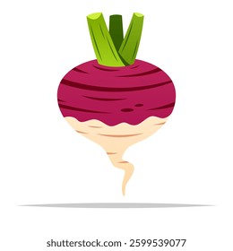 Fresh radish vector isolated illustration