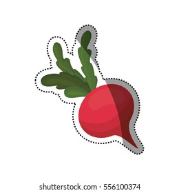 Fresh radish vegetable icon vector illustration graphic design