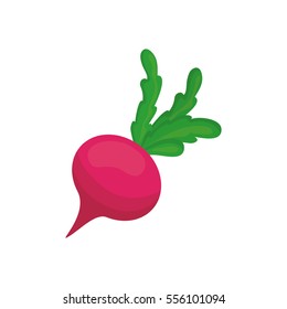 Fresh radish vegetable icon vector illustration graphic design