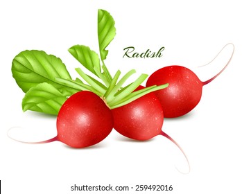 Fresh radishes. Vector illustration.