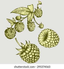 Fresh raspberries on the branch. Vector Image