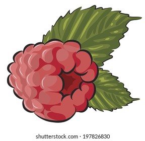 Fresh Raspberry isolated on white 
