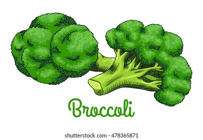 Fresh raw broccoli florets. Isolated set