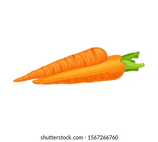 Fresh Raw Carrot Vertically Cut Into Two Halves Vector Elements