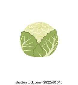 Fresh Raw Cauliflower with Green Leaves Isolated on White Background, Healthy Organic Vegetable Illustration