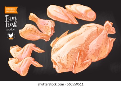 Fresh raw chicken meat divided into parts. Isolated vintage vector sketch hand drawn watercolor 