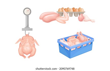 Fresh raw chicken meat. Egg and meat production in chicken poultry factory vector illustration