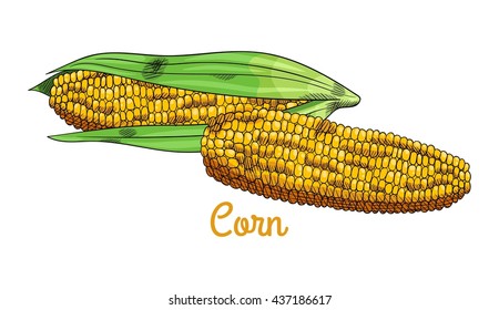 Fresh raw corn cobs with leaves. Isolated set