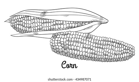 Fresh raw corn cobs with seeds and leaves. Isolated set