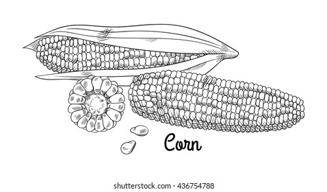 Fresh raw corn cobs with seeds and leaves and sliced ear of corn. Isolated set