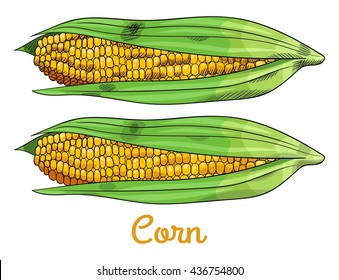 Fresh raw corn cobs with seeds and leaves. Isolated set