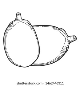 Fresh raw eggplant. Vector concept in doodle and sketch style. Hand drawn illustration for printing on T-shirts, postcards. Icon and logo idea.