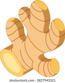 Fresh Raw Ginger Root Rhizome Vector Illustration on White Background