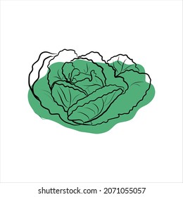 Fresh raw head of cabbage. Savoy cabbage. Healthy vegetarian food. Organic.
Colored flat vector illustration of vegetables isolated on white background. Doodle style. Hand drawing.