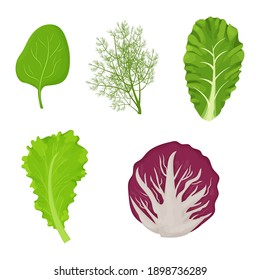 Fresh, raw leaves of salad in cartoon style set. Dill, lettuce, Romain, spinach and radicchio isolated on white background. Collection herbs, ingredient.