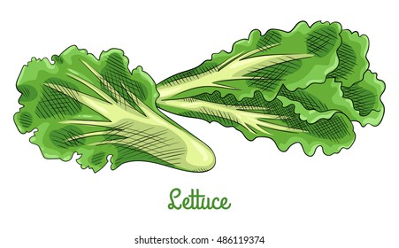 Fresh raw lettuce. Isolated set