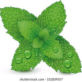 Fresh raw mint leaves isolated on white background
