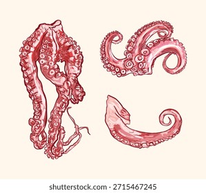 Fresh raw octopus tentacles presented as a clean and simple set, highlighting natural seafood ingredients. Ideal for food concepts, menus, packaging, culinary education, and general cooking or seafood projects.