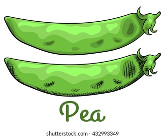 Fresh raw open pea pod with seeds. Isolated set