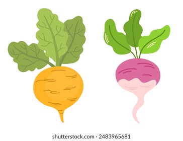 Fresh raw purple turnip, swede and rutabaga. Whole tubers of organic root vegetables with leaves. Healthy farm food. Natural seasonal veggies. Flat vector illustration isolated on white background