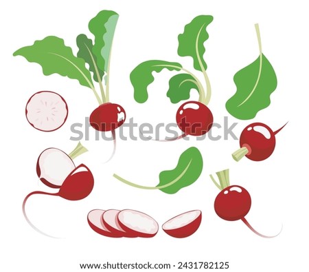 Fresh raw red radish with leave set 